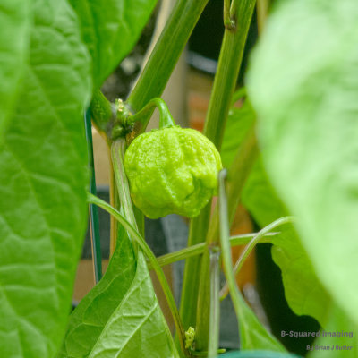 peppers_peachghost_004.jpg