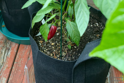 peppers_BlackJalapeno_001.jpg