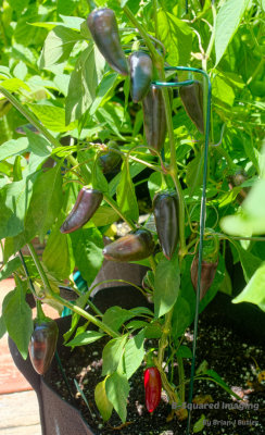 peppers_BlackJalapeno_005.jpg