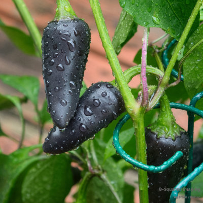 peppers_BlackJalapeno_006.jpg