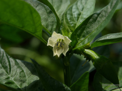 peppers_YellowDT_001.jpg