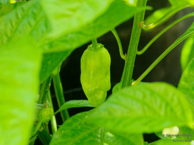 peppers_YellowDT_002.jpg
