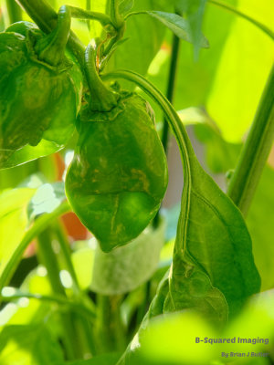 peppers_YellowDT_003.jpg