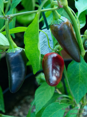 peppers_BlackJalapenos_008.jpg