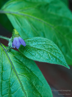peppers_Manzano_002.jpg