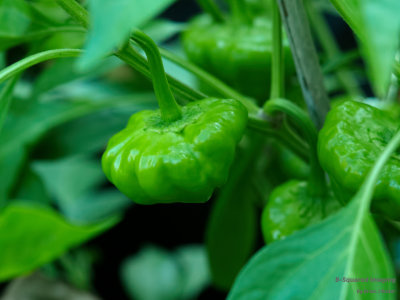 peppers_MushroomYellow_005.jpg