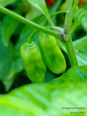 peppers_YellowDT_004.jpg