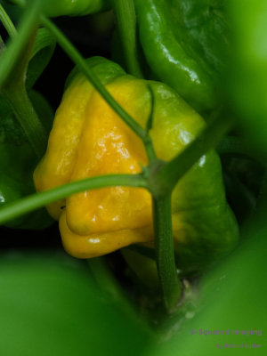 peppers_MushroomYellow_006.jpg