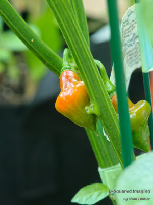 peppers_SpinTop_007.jpg