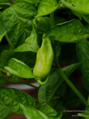 Yellow Devil's Tongue