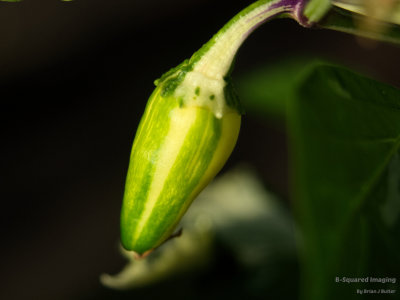 Fish Pepper