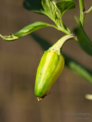 Fish Pepper