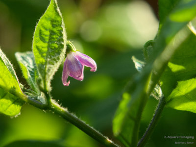 peppers_Manzano_003.jpg