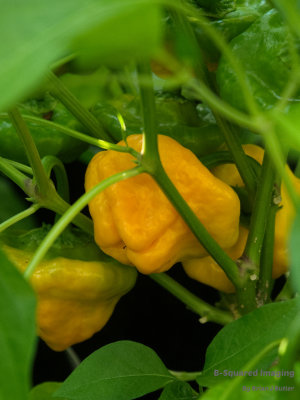 Mushroom Yellow