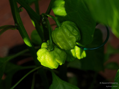 peppers_peachghost_006.jpg
