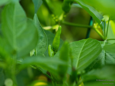 Piri-Piri