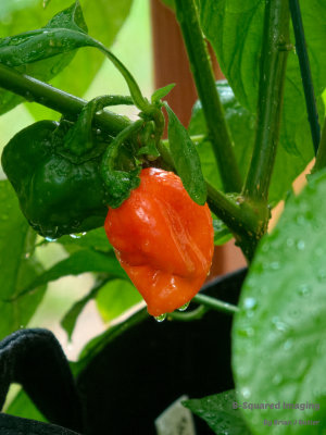 Habanero
