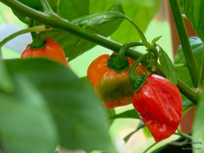 Habanero