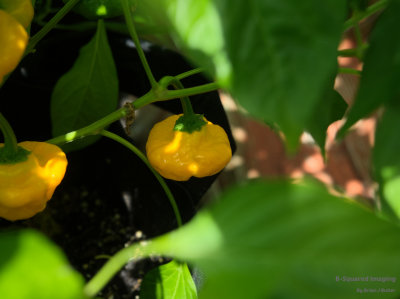 peppers_MushroomYellow_009.jpg