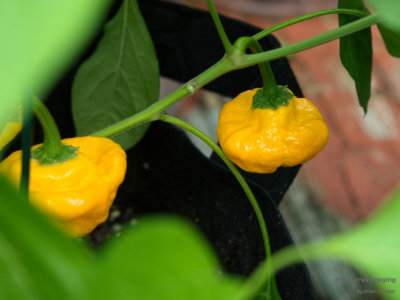 peppers_MushroomYellow_011.jpg