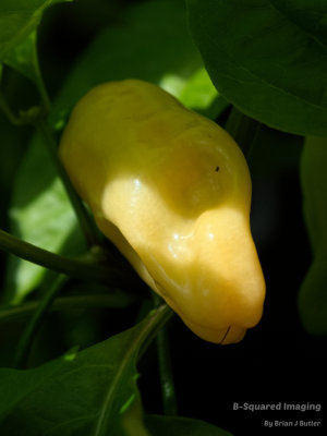 peppers_YellowDT_006.jpg