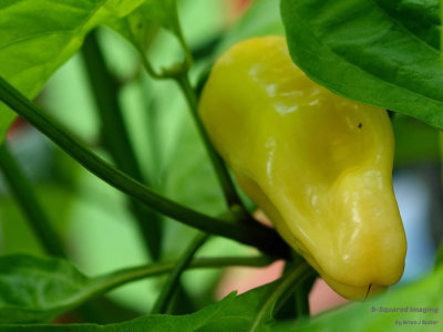 peppers_YellowDT_007.jpg