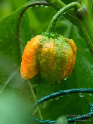 peppers_bubblegum_007.jpg