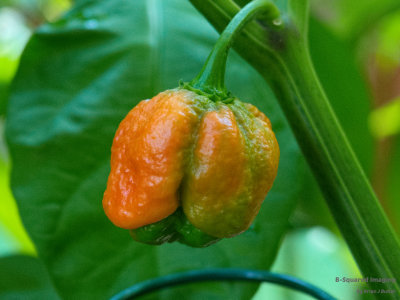 peppers_bubblegum_009.jpg