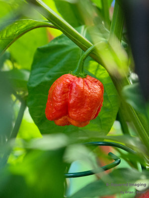 peppers_bubblegum_011.jpg