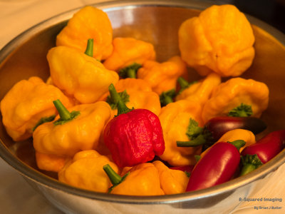 peppers_harvest_001.jpg