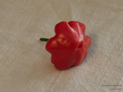 peppers_AtomicStarfish_011.jpg