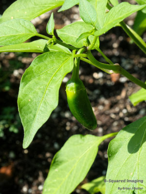 Jalapeno_001.jpg