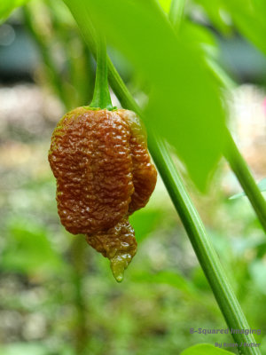 BBM-002.jpg