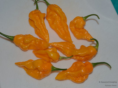 Fatoli-001.jpg