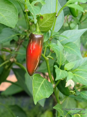 Jalapeno-002.jpg