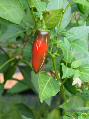 Jalapeno-003.jpg