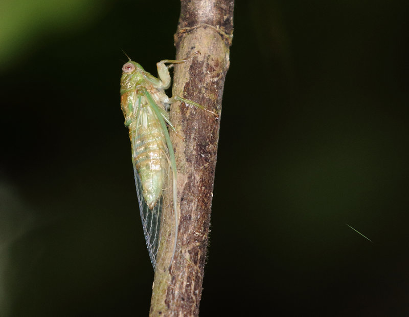 Cicadas