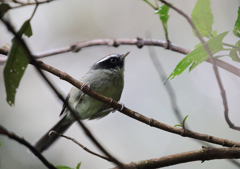 Black-cheeked Warbler