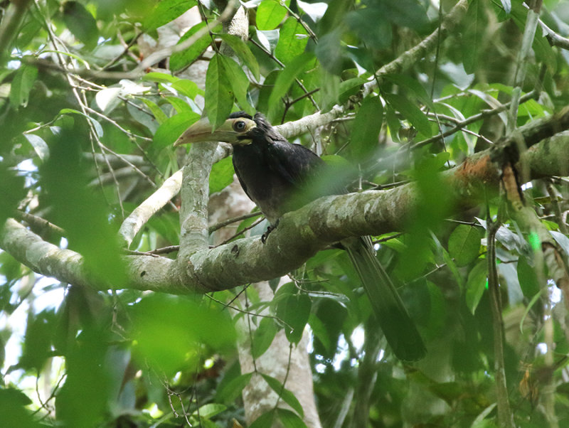 Bushy-crested Hornbill