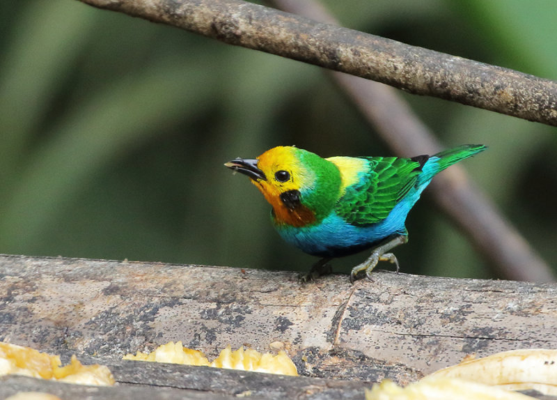 Multicolored Tanager