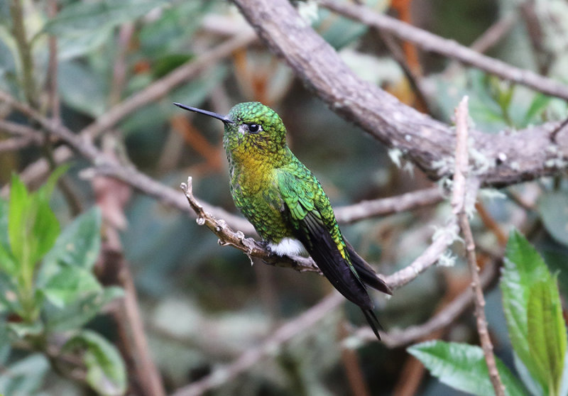 Golden-breasted Puffleg