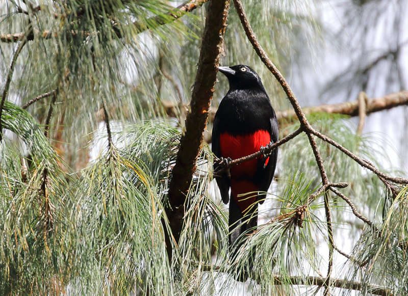 Red-bellied Grackle