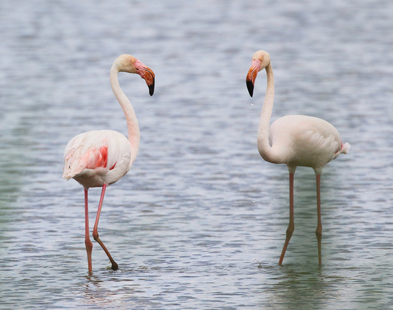 Greater Flamingo (adult)