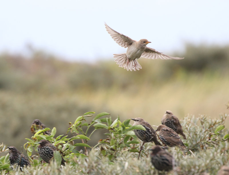 Rosy Starling