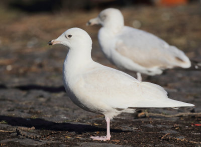 Iceland Gull (1st winter)