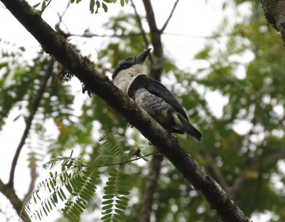 Buff-bellied Puffbird