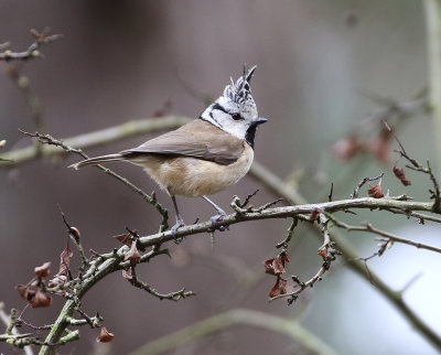 Crested Tit