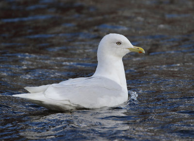 Iceland Gull (adult)