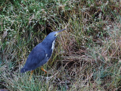 Dwarf Bittern 