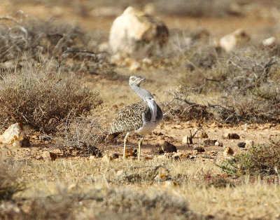 Houbara Bustard